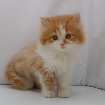 マンチカンのひめにゃんです😺
2022年10月15日生まれ♀
2022年12月31日お迎え♥
無言フォロー失礼します😺
宜しくお願いします😺