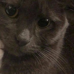 yacarsan's profile picture. Tu top malo de confianza