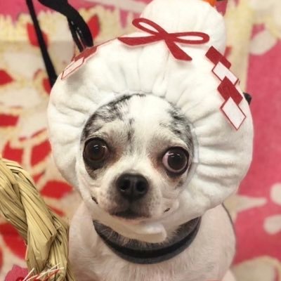 8gDy057XDt2h4OP's profile picture. 相撲とミニチュアを眺めるのが最大の癒し🌱食べる事だいすき❤️最高すぎる毎日に乾杯🍻✨ いつもありがとう！