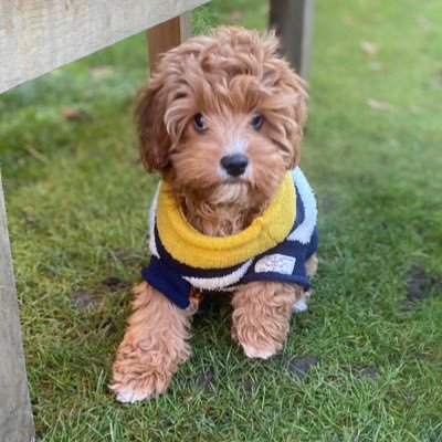 hanbabe's profile picture. 