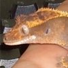 🦎 / 🐍