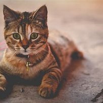 DangeGisel's profile picture. hi,my name is gisel