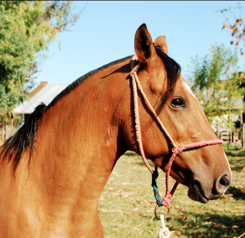 Para conocer un poco mejor a los caballos