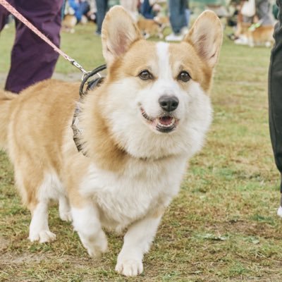 かわいい犬たちを載せていく用🐕キズナ 千葉の山奥出身8歳雑種♂｜ロビン 保護施設からきた5歳のしっぽコギ♂がいます無言フォロー失礼します たまに犬のこと以外のこともRTしたりするかもしれません  エロ垢スパム垢フォローNG