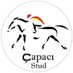 Capaci Stud 🇹🇷 (@CapaciStud) Twitter profile photo