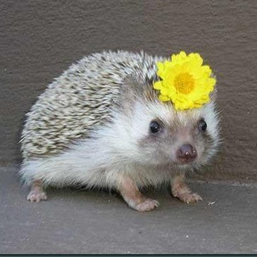 Olga. Nice&Prickly 🦔🌻(Ежик из тумана) 🇺🇦♥️🇺🇲