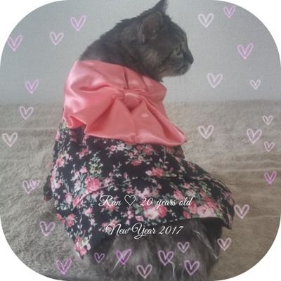 Taurus/Girl/aged 21/#SilverTabbyCat/#CrispyKiss🍓/nap💤/Love sis @StrawberRY8yr💘 She died of #VeterinaryMalpractice and #VetAbuse by Japanese veterinarians🥀