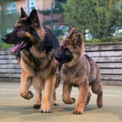 ❤️ We share daily German Shepherd post & video content
(All rights® are reserved & belong to their respective owners,DM us if any issues,, DM for Credit/removal