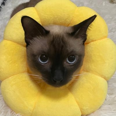 アリーさんのプロフィール画像