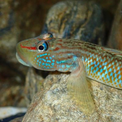 biol_skktn's profile picture. 半端者 愚か者 人生経験が足りない 魚と爬虫類