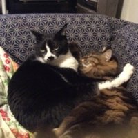 猫シャクラ (@ds67n) 's Twitter Profile