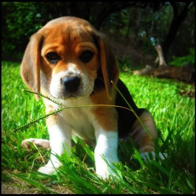 Hi, my name is Francine and I love dogs, especially Beagles.