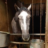 川添明弘厩舎 (@kawazoe2016) Twitter profile photo