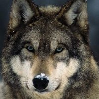 wolf(@okqcha) 's Twitter Profile Photo