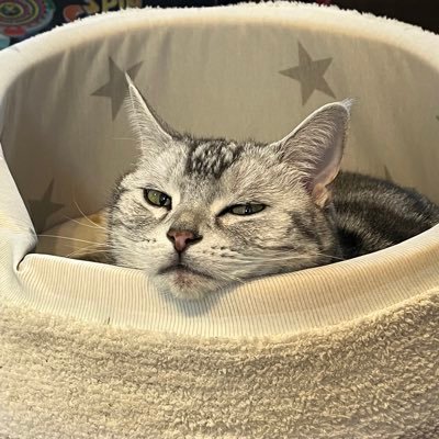 猫が好きです。車には詳しくないです。 ベース弾いてYouTubeにアップしています。 ゲームも好き。不眠の国の上級国民。 ハイライトに色々置いてます。 I'm on bass @eugene_ur @yoinoenishi