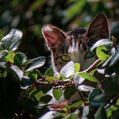 Hobbies: Photography and Art
Lover of cats, fantasy and imagination.