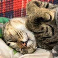 ちょこぴ🐈🐈⬛ (@eoe6yeikbrxamhh) 's Twitter Profile