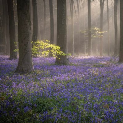 Sussex based photographer. Lover of misty forests, sea and landscapes, & the occasional Deer! All photos available as high resolution Giclée prints