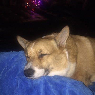 Rocketmans mom- came for the corgis-and the laughs- stayed for the resistance to republican rule!