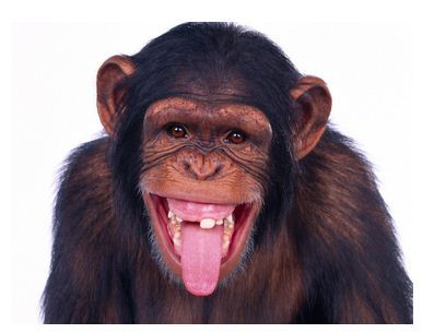 Der Gemeine Schimpanse, auch Gewöhnlicher Schimpanse oder einfach nur Schimpanse genannt (Pan troglodytes)