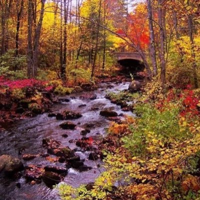 abumidomido's profile picture. 