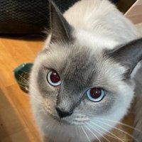 まこ (@lecle_3) Twitter profile photo