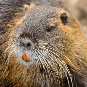 EinNagetier's profile picture. Official parody absolutist. Hier bloß noch halbgare Drukos, frischen Content gibt´s drüben.
Wer Blue abonniert, wird geblockt.
#FreeLina