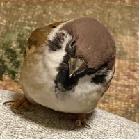 🐤ちゅんころ1号🐥 (@chunkoro1223) 's Twitter Profile