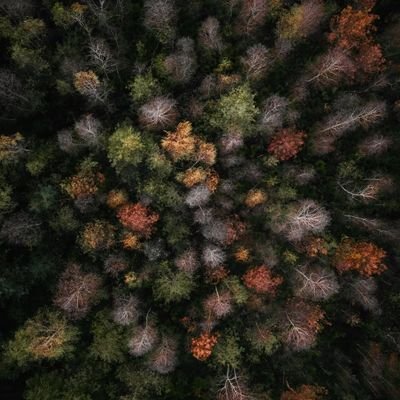 amallusia's profile picture. 