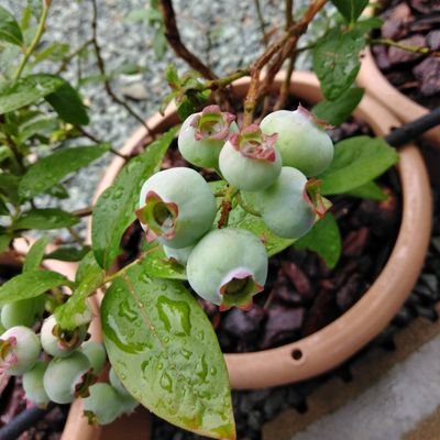 ksk3100's profile picture. いちごとブルーベリーで新規就農を目論んでいましたが、思わぬ所で計画は破綻。　　　　　　　　　　　　　　　　　　　　　　　　　　　　　　　　　　　　　　　　　　　　　　　　　　　　　　　　　　
遠い将来の1%の可能性に賭け、ブルーベリーを栽培しています。　　　　　　　　　　　　　　2021.12~