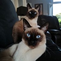 Mitsos and Mikey The Siamese Kittens(@mitso_mikey_kv) 's Twitter Profile Photo