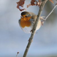 CycloneCleaner (@cleanercyclone) 's Twitter Profile