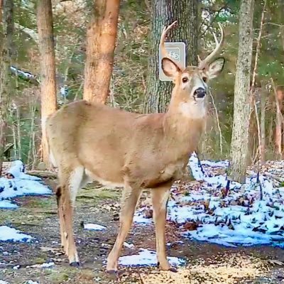 Eight trail cameras on private property in Massachusetts.