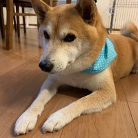 emiko (@cxosgt8wjg0uytv) Twitter profile photo