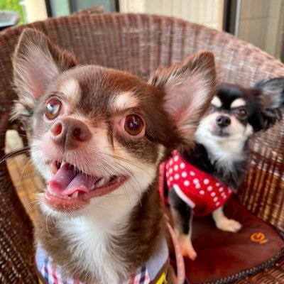 lotus039's profile picture. ♡C&K♡lecca♡コブクロ♡ ELLEGARDEN♡flumpool♡米津玄師♡中島美嘉♡Art More Groovy♡ウエイスト♡ベリーグッドマン♡NICO Touches the Walls♡FANTAGROUP♡