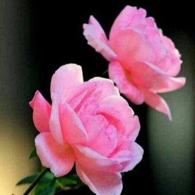 ArmyMedai's profile picture. 