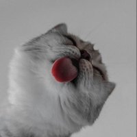 Özge (@ozzgedmrr) 's Twitter Profile