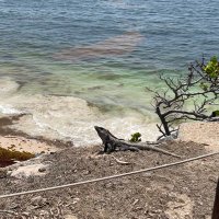 Lonzo (@backwoodinside) 's Twitter Profile