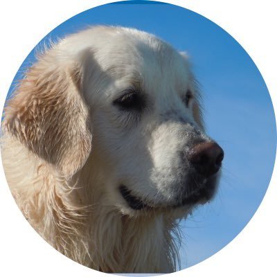 I'm a Golden Retriever exploring the world, aged 11. Independent spirit! Will always miss Fergus. Young Finn is my great nephew - fastest dog in the West