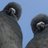 RoccoBrown11's profile image