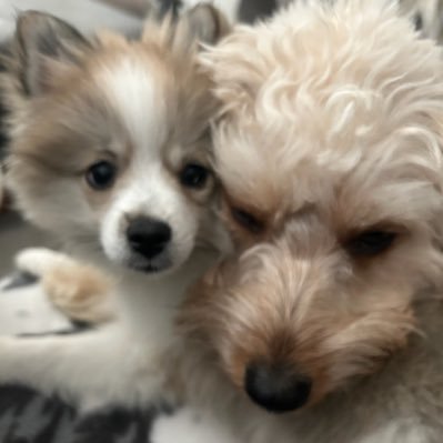 Charlie the Cavachon ( 1 year and some months, Chanel the Shichon ( aka Teddy Bear, 2 years old), and Chloe the German Spitz ( few months old).