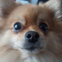 boş paket clio (@umutdsr) 's Twitter Profile Photo