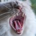 DEN VILDA KATTEN (@denvildakatten) Twitter profile photo DEN VILDA KATTEN (@denvildakatten) Twitter profile photo