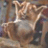 mutumyhice's profile image