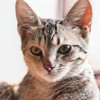 Heather Settles (@heathersettle12) 's Twitter Profile