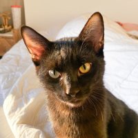 Wesley the Cat(@EnsignWesleyCat) 's Twitter Profile Photo