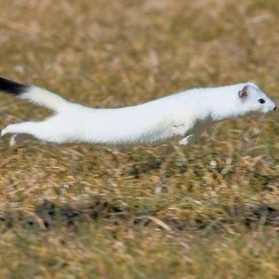 Furrystoat Profile Picture