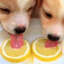 Dogs don't enjoy the taste of sour citrus fruits like lemons and limes. gm ☕