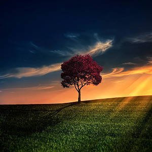 bne_ncas's profile picture. Solo en casa