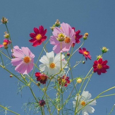 MoshZexxel's profile picture. Shadow running through the field, I can't run the pack, I'm feeling ill